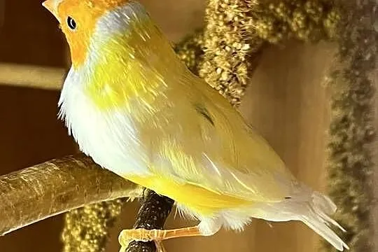 Amadyna wspaniała, samiec 2024r., Śląskie, Ruda Śląska