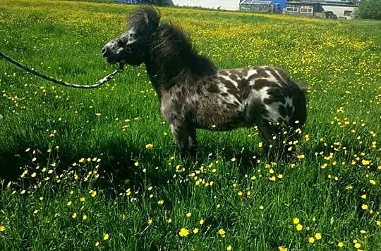 Mini kuc APASJONATA SERAFIN, , 