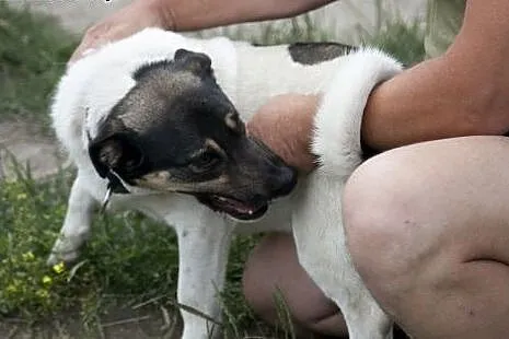 Nietypowy ROKI do pokochania :),  kujawsko-pomorsk