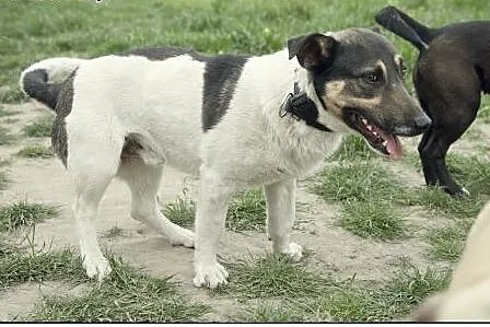 Nietypowy ROKI do pokochania :),  kujawsko-pomorsk