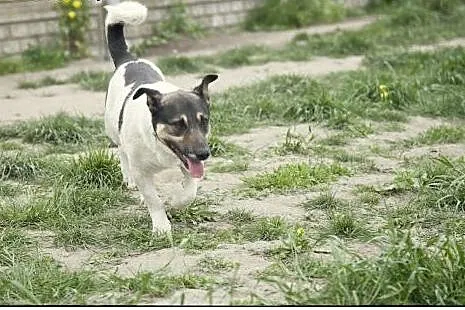Nietypowy ROKI do pokochania :),  kujawsko-pomorsk