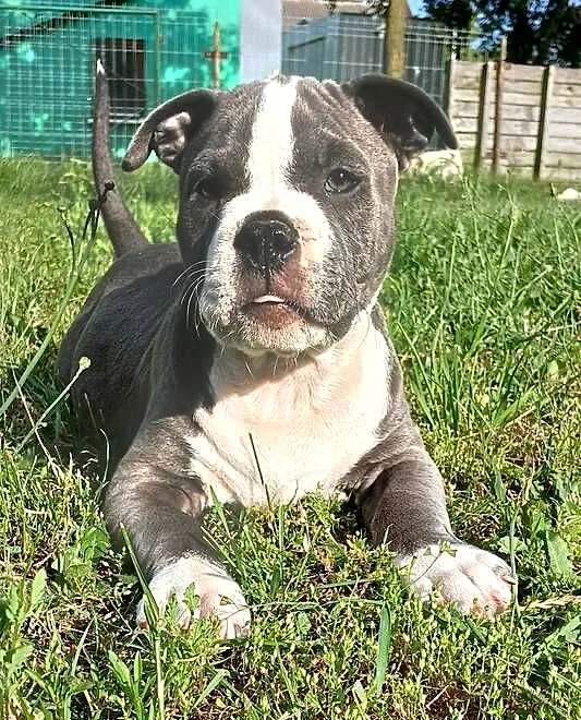 American Staffordsihre Terrier szczeniak, Wielkopolskie, Konin