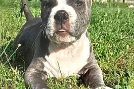 American Staffordsihre Terrier  szczeniak