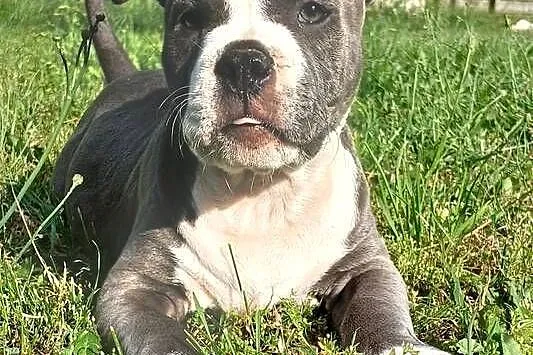 American Staffordsihre Terrier  szczeniak, Wielkopolskie, Konin
