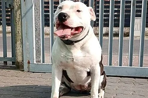 American Staffordsihre Terrier  szczeniak, Wielkopolskie, Konin