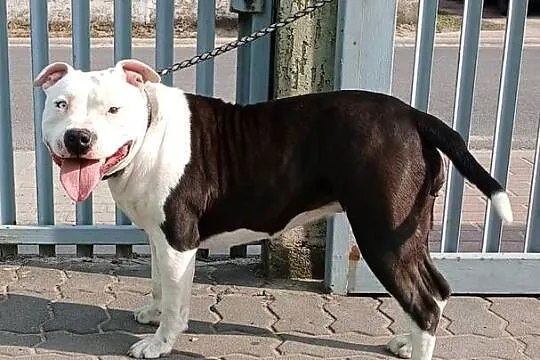 American Staffordsihre Terrier  szczeniak, Wielkopolskie, Konin