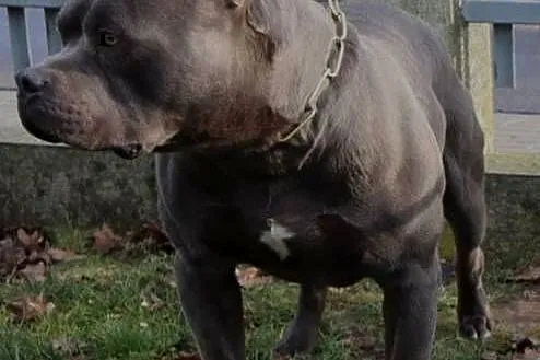 American Staffordsihre Terrier  szczeniak, Wielkopolskie, Konin