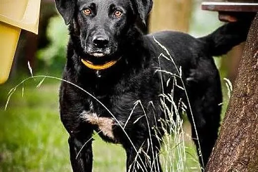 LABKOWATY KKUFEL - 30 kg MIŁOŚCI do świata - ideal