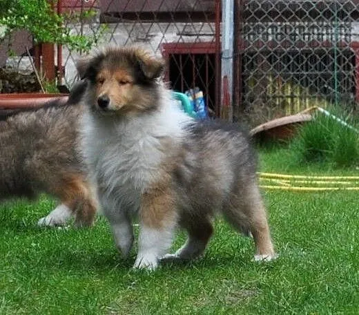 OWCZAREK SZKOCKI COLLIE, śląskie Sosnowiec