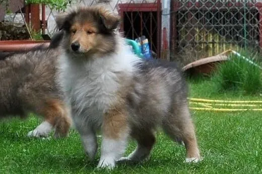OWCZAREK SZKOCKI COLLIE,  śląskie Sosnowiec