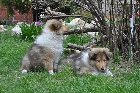 OWCZAREK SZKOCKI COLLIE,  śląskie Sosnowiec