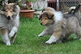 OWCZAREK SZKOCKI COLLIE,  śląskie Sosnowiec