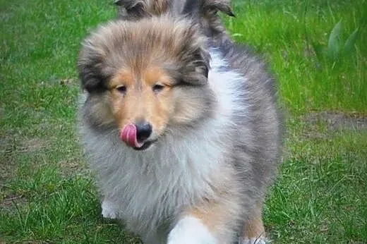 OWCZAREK SZKOCKI COLLIE,  śląskie Sosnowiec