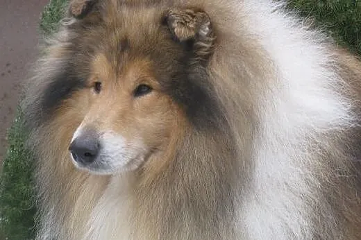 OWCZAREK SZKOCKI COLLIE,  śląskie Sosnowiec