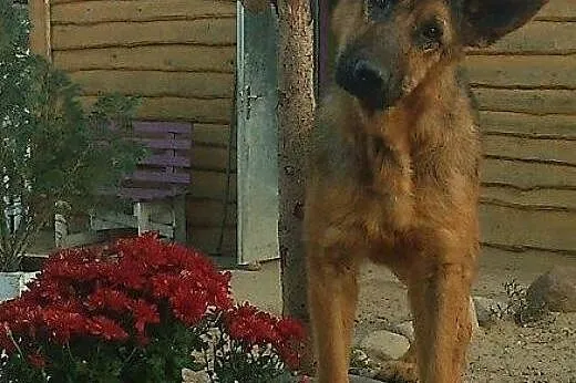 Uroczy Tarysek szuka swojego człowieka na zawsze, 
