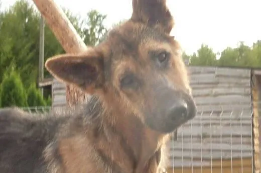Uroczy Tarysek szuka swojego człowieka na zawsze, 