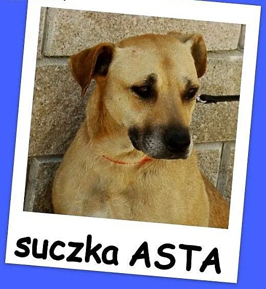 Przyjazna i grzeczna suczka ASTA,spokojna, kontakt