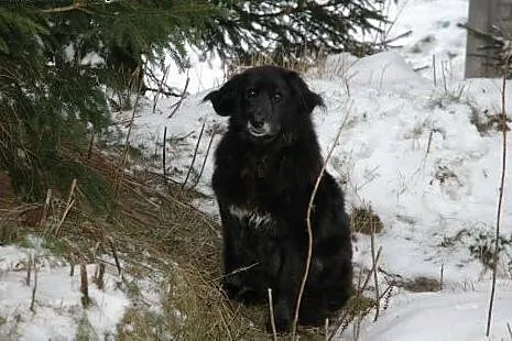 Kasja - Wysterylizowana, duża, zupełnie nie konfli