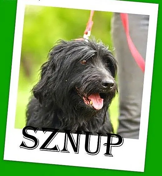 Sznaucer,owcz.portugalski mix,rodzinny,łagodny pie
