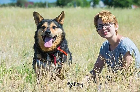 Fantastyczny Czarek, wesoły psiak wypatruje swojej