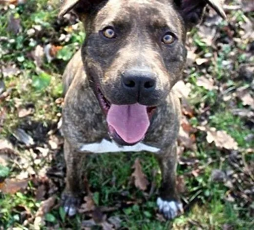 Sonia – mix amstaff/molos – pi