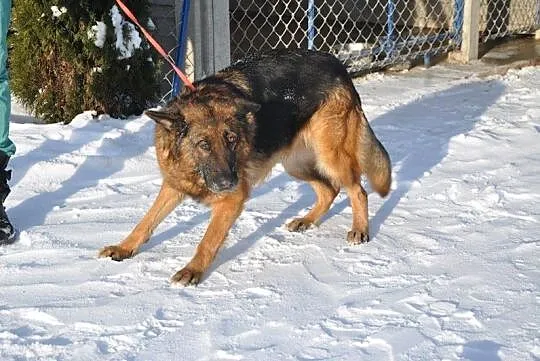 Negra, piękna i dostojna suczka OWCZAREK NIEMIECKI adopcja