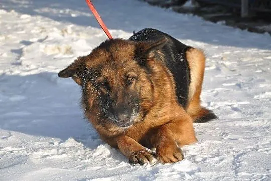 Negra, piękna i dostojna suczka OWCZAREK NIEMIECKI