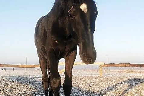 Roczny ogierek - Maczo ŁO, , Słupca