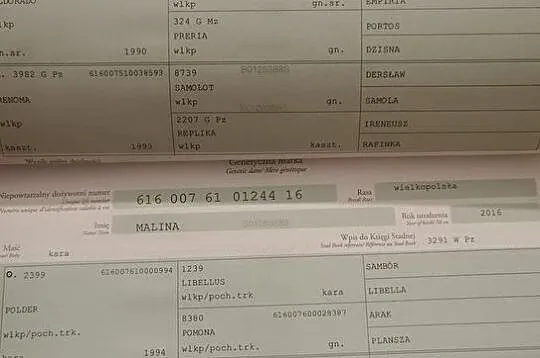 Roczny ogierek - Maczo ŁO, , Słupca