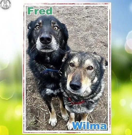 FRED I WILMA – dobrana para i w dom własny wiara, Łódzkie, Łódź