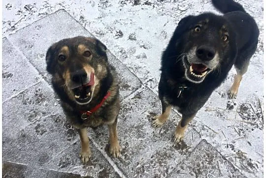 FRED I WILMA – dobrana para i w dom własny wiara, Łódzkie, Łódź