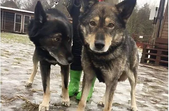 FRED I WILMA – dobrana para i w dom własny wiara, Łódzkie, Łódź