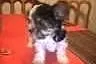 York Terrier Biewer