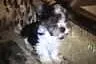 York Terrier Biewer