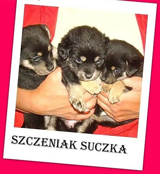 8 tyg.szczeniak,suczka mała,szczepiona, mazowieck