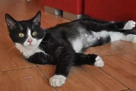Piękna kotka Pepsi do adopcji,  dolnośląskie Jelen