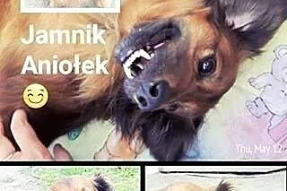 Jamnik Aniołeczek marzy o kochającym i odpowiedzia