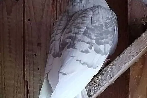 Gołębie pocztowe opal, Pomorskie, Kościerzyna