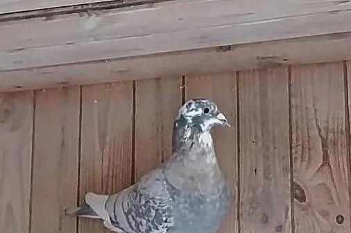 Gołębie pocztowe opal, Pomorskie, Kościerzyna