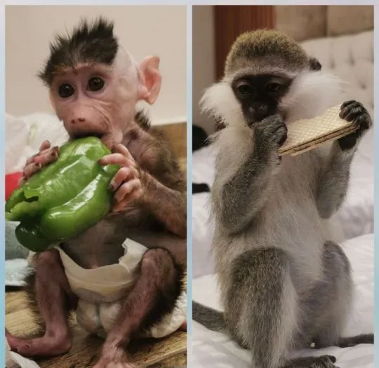Sprzedam małpki małpe monkey for sale baboon pawian koczkodan kapucynka makaki, , Łódź