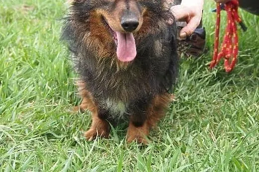 Lena potrzebuje wyrozumiałego i kochającego domku adoptuj ją,  Kundelki cała Polska