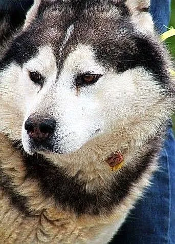 Hektor - łagodny, spokojny alaskan malamute szuka