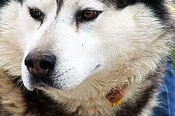 Hektor - łagodny, spokojny alaskan malamute szuka 