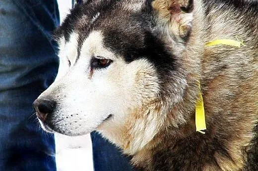 Hektor - łagodny, spokojny alaskan malamute szuka 