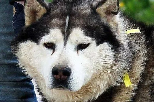 Hektor - łagodny, spokojny alaskan malamute szuka 