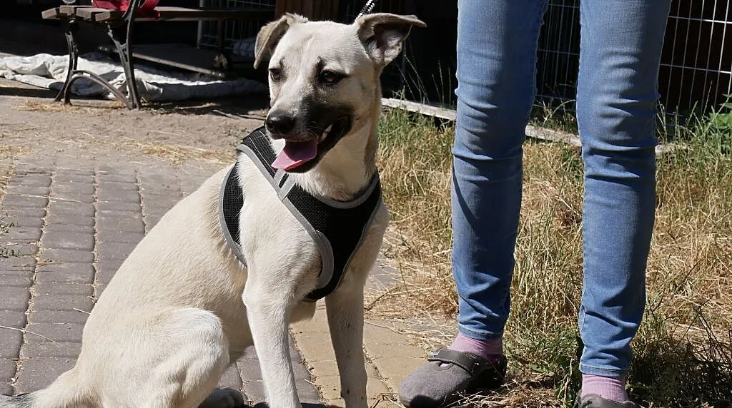 Młodziutka Kala, łagodna sunia SZCZENIAK adopcja