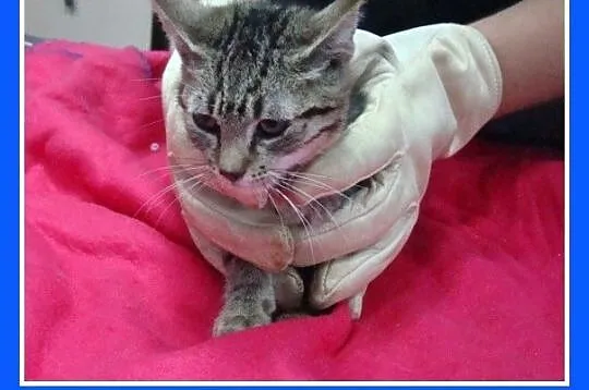 Wychodzący,3 m-ce kocurek, odrobaczony, odpchlony _Adopcja