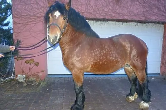 Sprzedam ogiera 4 latka BOSMAN , gniady 82 pkt