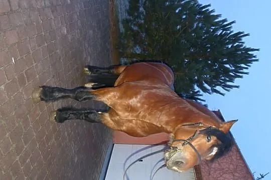 Sprzedam ogiera 4 latka BOSMAN , gniady 82 pkt