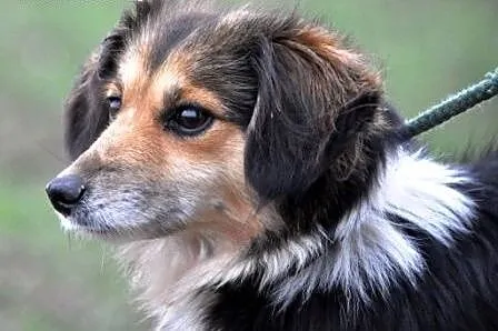 LANA-wspaniała, grzeczna, spokojna, pogodna młoda,